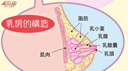 醫學界人士認為，豐胸貼的物質很難被乳腺細胞吸收。