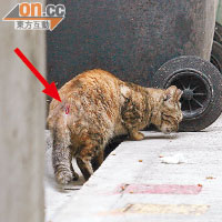 現場經常有流浪貓出沒，其中一隻尾部沾有血漬（箭嘴示）。