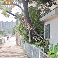 九龍塘<BR>位於歌和老街食環署前員工宿舍內的大樹樹身嚴重傾斜，證實有塌下危險。