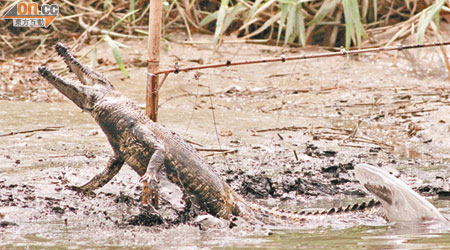 曾在山貝河出現的小灣鱷「貝貝」被生擒活捉。（資料圖片）