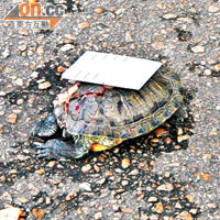 墮樓巴西龜龜殼爆裂慘死。（資料圖片）