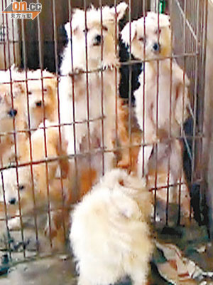 過去曾有狗隻私人繁殖者經營非法狗場牟利。
