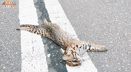 大埔公路近九龍水塘發現疑似豹貓屍體。（梁少恒攝）