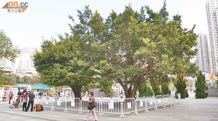 廟宇廣場中的其中一棵細葉榕（左）樹根出現嚴重侵蝕需要移除。