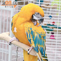 中港台三地目前僅此一隻的變種黃化藍黃金剛鸚鵡，身價不菲。