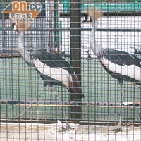 本港首度成功繁殖兩隻屬瀕危物種的冠冕鶴，昨於展覽與公眾見面。