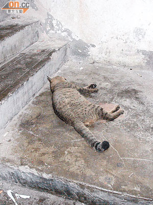 在杉樹街唐樓梯間發現的貓屍。（左錦鴻攝）