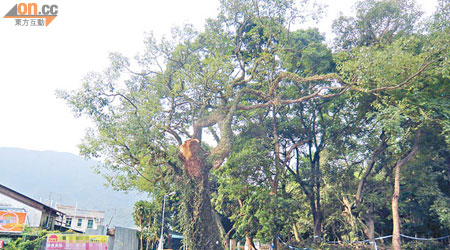 老樟樹屹立於塘上村口近百年，被斬前枝葉茂盛。 （讀者提供）