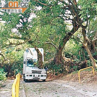 去年十月林錦公路的塌樹意外造成一死一傷。