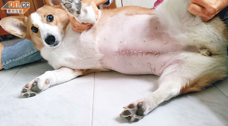 哥基犬經手術後留下逾十三厘米長的傷口。（讀者提供）