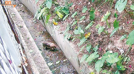 一隻小野豬前日在大圍墮渠被擒，網民拍到疑似野豬媽媽在山中找尋失散的小野豬。