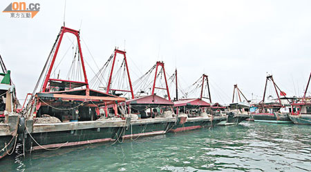 禁拖新例實施後，長洲避風塘內泊滿各種拖網漁船。
