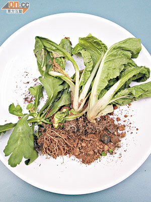 以「垃圾肥」種植的長白菜仔（右）及茼蒿（左）被驗出重金屬含量超標。