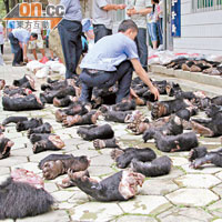 去年內地執法部門搗破非法出售野生動物集團，檢獲大批黑熊熊掌。