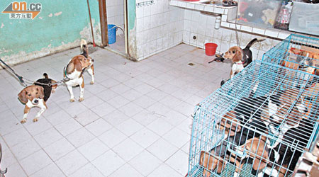 其中六隻小犬分別被困在兩鐵籠內，其餘比高犬則被綁在屋內不同位置。（冼耀華攝）