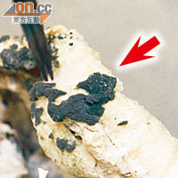 秀珍菇的泥土出現綠色（箭嘴示），表示可能已沾染霉菌。