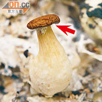 秀珍菇的菇頭若出現缺口（箭嘴示），顯示菇菌已不適宜食用。