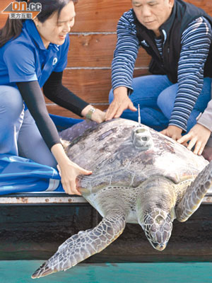 漁護署昨在香港東面水域放生一隻綠海龜。
