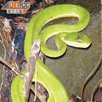 青竹蛇是本地最常見的毒蛇，可藏身草堆或樹枝上。