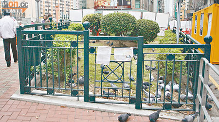 馬頭涌道及譚公道交界花圃有逾百隻雀鳥日夜「等食」。