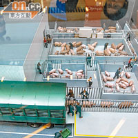 在模型內，參觀者可了解到屠房如何通過豬耳環追蹤供港豬隻。