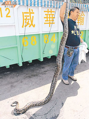 身長三米的緬甸蟒蛇由「蛇王」捉走。（李健瑜攝）