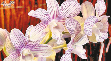 石斛蘭的花色豐富，有黃、白、橙、黃綠、粉紅、紫紅等，引人注目。
