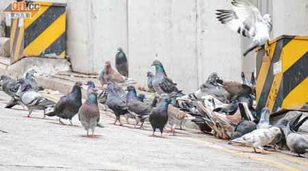 東邊街不時有大批野鴿聚集，懷疑有人非法餵飼。