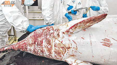 獸醫人員為中華白海豚進行解剖。