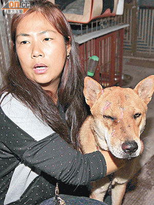 狗主對愛犬遭虐待感非常痛心。（文健雄攝）