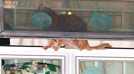 霍家飼養的花貓受驚圖跳窗離開，被卡在窗邊哀鳴。(胡德威攝)