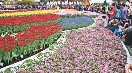 鬱金香花圃今年改為立體花瓣設計，有市民指設計令遊人難以欣賞花姿。