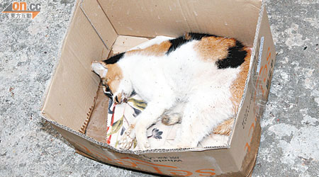 死去的雌貓伏屍紙箱內。（陳展鴻攝）