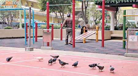 長安邨疑有人以麵包糠餵飼野鴿，以致野鴿數量及體形日增。