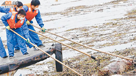打撈人員上月上旬沿黃浦江檢拾豬屍。
