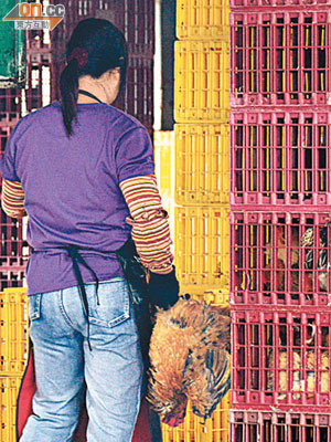 雞販在長沙灣臨時家禽批發市場工作，並無做好防疫措施。（蕭毅攝）
