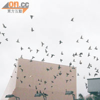 尖沙咀文化中心上空野鴿亂舞。