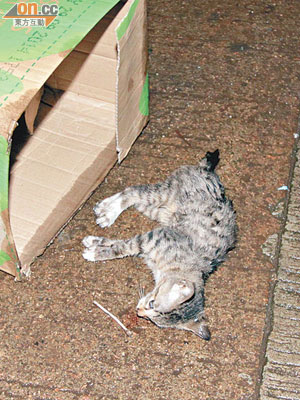 一頭幼貓被發現倒斃行人路上。（馮戈攝）