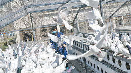 河北石家莊廣場鴿管理中心工作人員對大型鴿舍進行消毒工作。（中新社圖片）