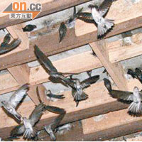 屋燕養殖場大量燕子集體死亡，可能與附近環境受污染有關。