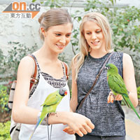 外籍遊客樂於與鸚鵡逗玩。