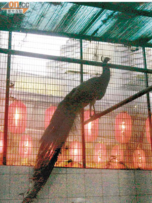 龍華酒店飼養了四隻孔雀，供食客吃飯之餘，亦可觀賞小動物。（李豪杰攝）