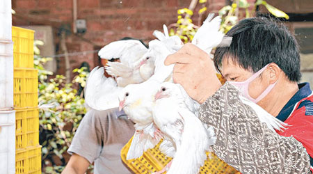 廣東日前活埋大量肉鴿及鴿蛋防範疫情。（中新社圖片）