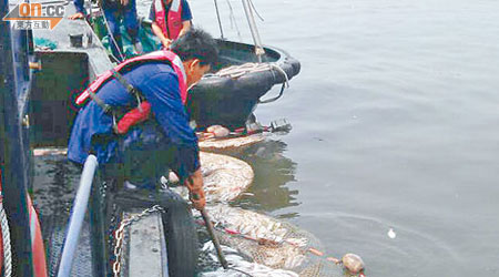 澳門清理約一千三百公斤死魚。
