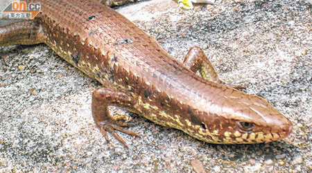 被發現的「石龍子」蜥蜴長約八吋。（讀者提供）