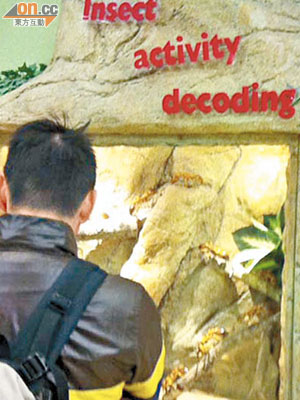 大埔海濱公園的昆蟲屋只展示標本及模型。
