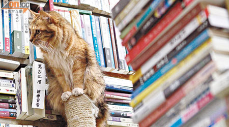 近三十隻貓與書店共活，散發着一份閒情。