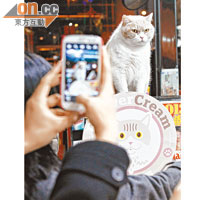 尖東「忌廉哥」人氣爆燈，每次出現都吸引大批貓迷圍着拍照。