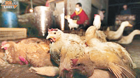 H7N9禽流感蔓延迅速，隨時襲港，威脅市民健康。