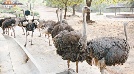 汶川大地震前夕，深圳野生動物園內鴕鳥出現集體狂奔「異象」。（資料圖片）